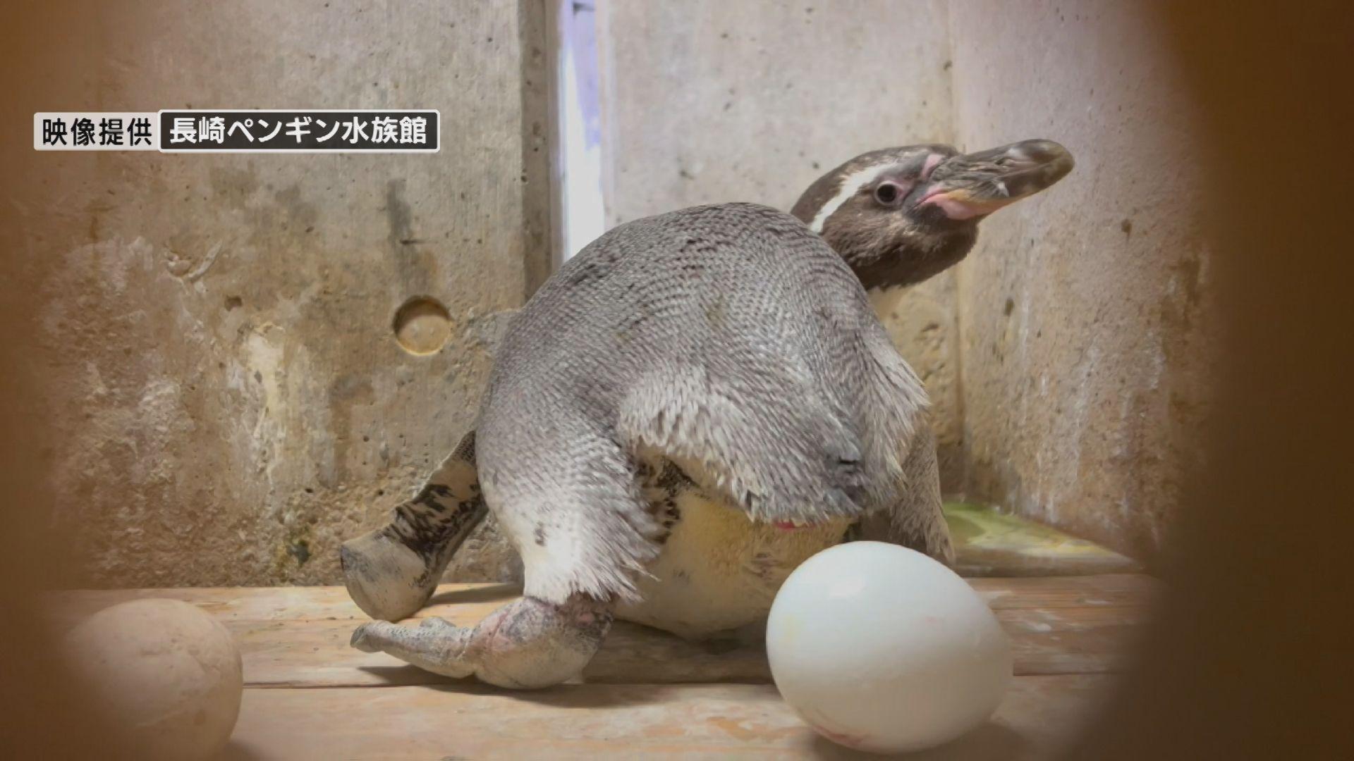 動画再生回数513万回超え！フンボルトペンギンの産卵瞬間の撮影成功　長崎ペンギン水族館