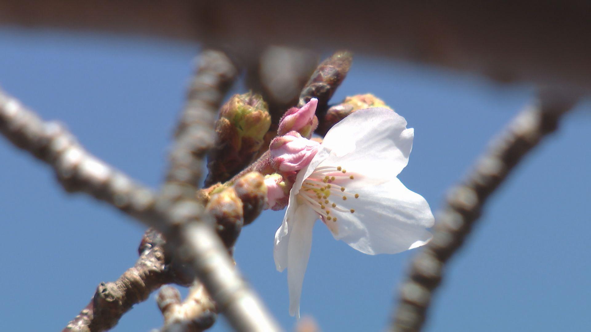 桜の開花はいつ？標本木に花やつぼみ「雨でも気温が上がると咲く」