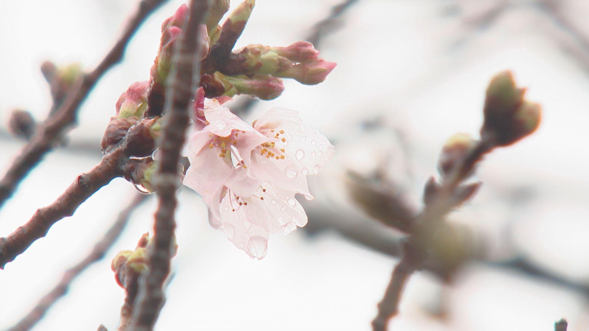 桜の開花発表は26日以降に持ち越し 標本木に3輪確認