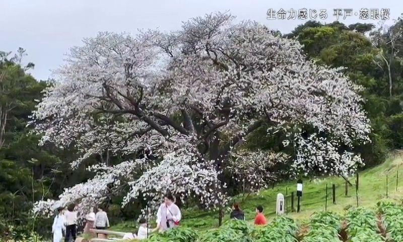 平戸市の天然記念物「慈眼桜」その美しさと訪れる人たちの思いを取材