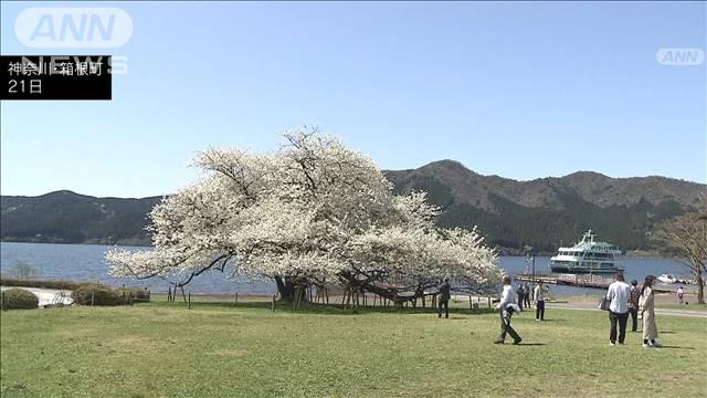 「湖畔の一本桜」が見ごろに箱根・芦ノ湖にも春の訪れ