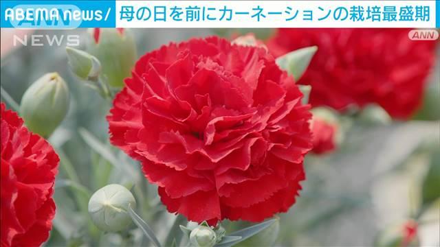 母の日を前に カーネーションの栽培 最盛期を迎える