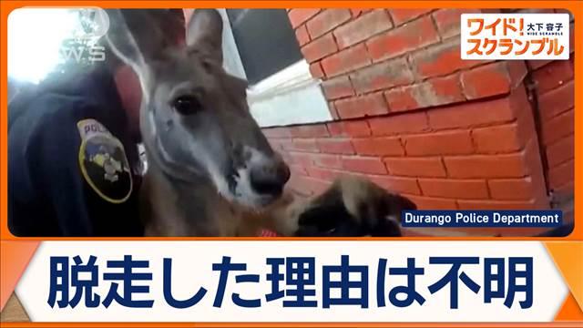 ペットのカンガルー捕物帳　脱走2度目　警察官が素手で確保　米コロラド州