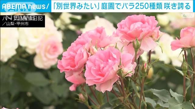 250種500株のバラの花が見ごろ　園内に漂う甘い香り　山梨・甲州市