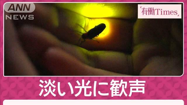 初夏の訪れ告げるホタルの淡い光 清流が生む都内の幻想風景にあがる歓声