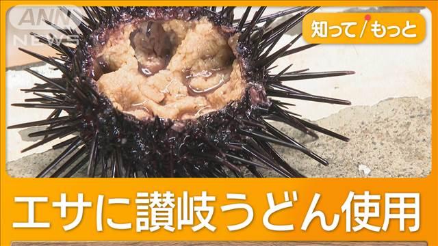 エサに讃岐うどん使用の“白いウニ”　従来より早く成長