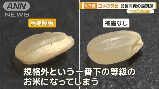 “日本一暑い町”埼玉・熊谷のコメ作り　猛暑に負けない品種開発【グッド！いちおし】