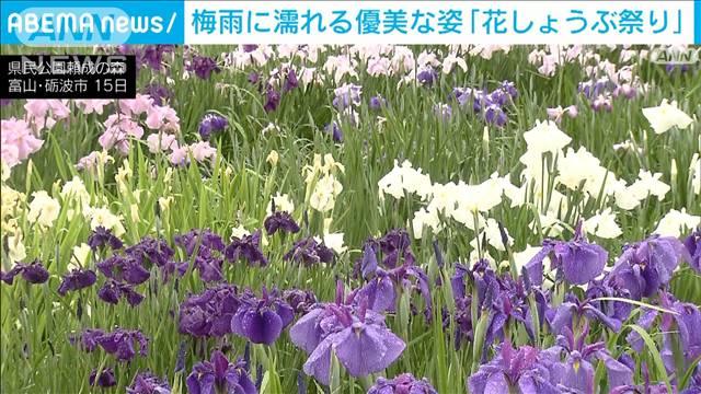 梅雨に濡れる優美なハナショウブ　富山・砺波市 頼成の森で「花しょうぶ祭り」