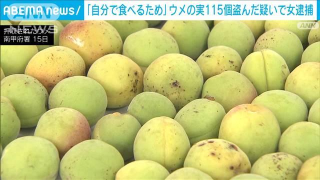 ウメの実115個を盗んだ疑い 自称ベトナム国籍の40歳の女を現行犯逮捕　山梨・甲府市