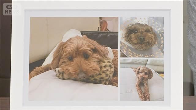 ペットの犬火災死 動物病院を提訴　誠意ある謝罪なく精神的苦痛 飼い主「愛犬は家族」