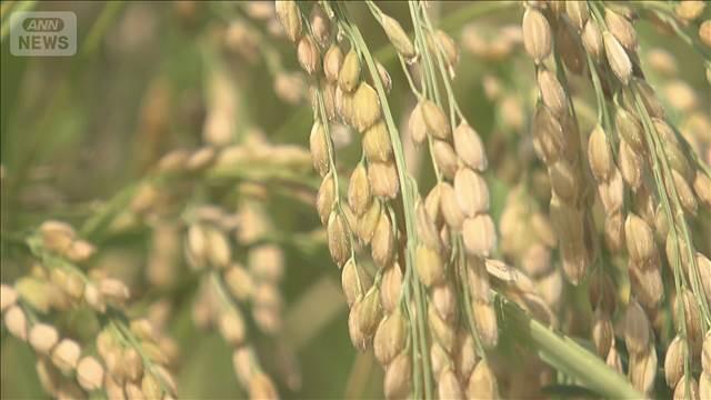 秋以降のコメ価格「大きくは下がらない」見方強まる　「概算金」上昇・渇水など影響か