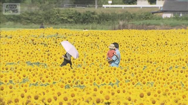 観光客もビックリ！“一面に広がるヒマワリ”100万本満開の絶景　栃木