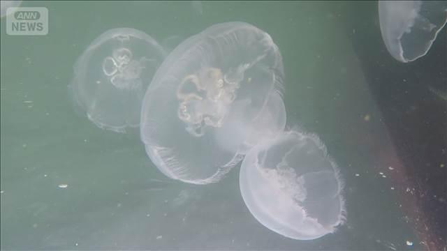 原発4基停止　大量のクラゲ詰まり…　フランス