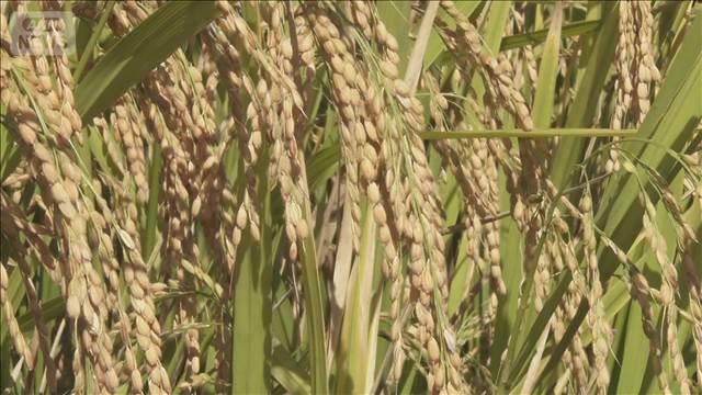 新米とみられるコメ8トン燃える　千葉・勝浦市　JA施設の乾燥機から出火