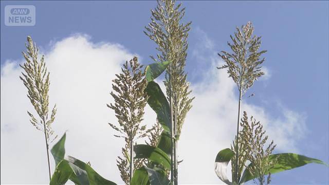 国産原料でバイオ燃料生産　脱炭素への取り組み加速