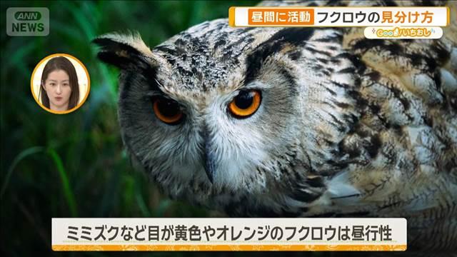 トッケイと鳴きキンメダイが光りサメは歩く　真夜中のいきもの展【グッド！いちおし】