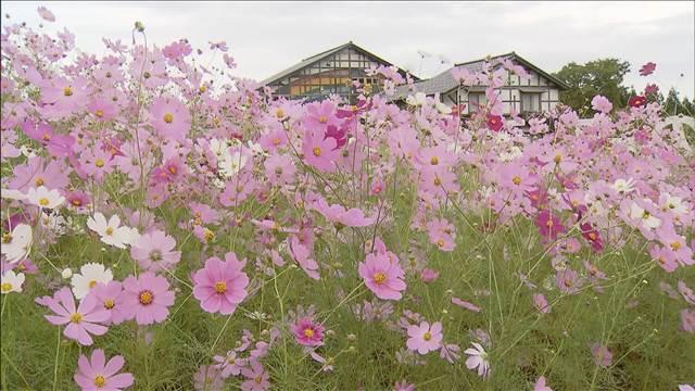 一面のコスモス 雪のないスキー場に100万本 リフトに乗って空中から鑑賞も