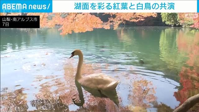 湖を彩る紅葉と白鳥の共演　山梨・南アルプス市「南伊奈ヶ湖」