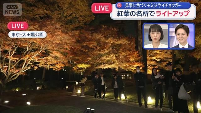 紅葉の名所でライトアップ　見事に色づくモミジやイチョウが…　東京・大田黒公園