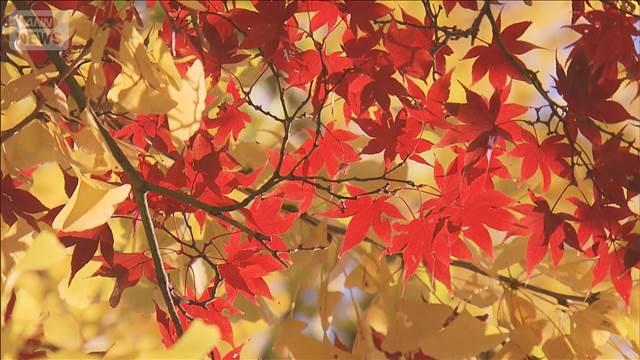 秋の彩り「六義園」の紅葉が見頃