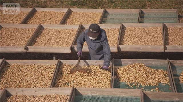 千葉県で落花生の出荷がピーク　太陽の恵みで黄金色になり旨味もましましに