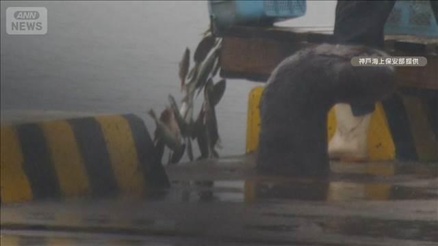 死んだアジなど7キロを海に投棄か　漁師アルバイトの男（77）逮捕　兵庫・南あわじ市