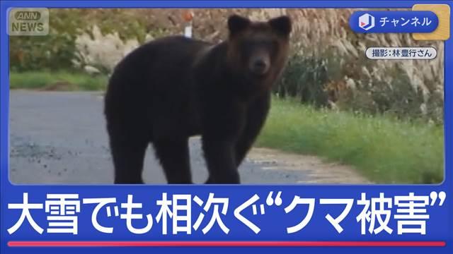 雪降り積もる中“クマ痕跡”ハンター語る課題　捕獲したクマから銃弾