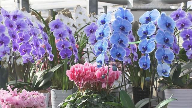 「幸福が飛んでくる」胡蝶蘭の出荷が最盛期　宇都宮市　マロニエ洋らんパーク