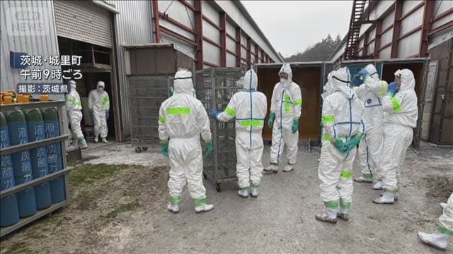 養鶏場の97万羽殺処分へ　茨城・城里町で鳥インフル