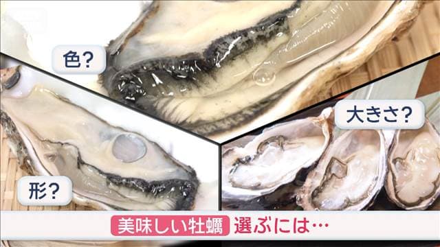 美味しいカキの見分け方　色？形？大きさ？ドコを見る？