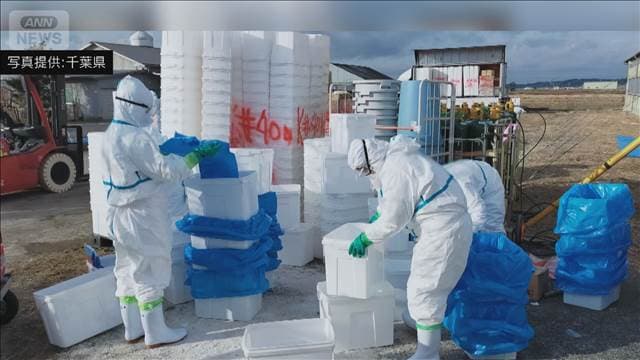 ウズラ約10万8000羽を殺処分 鳥インフルエンザ陽性　千葉・旭市