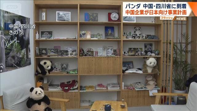 双子パンダが中国・四川省に到着　中国企業が日本向け事業計画