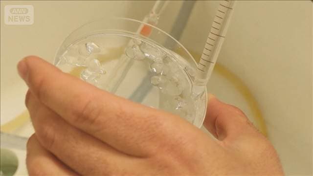 魚のうろこで人工角膜　スペインの研究チームが発表「安価な治療手段になる可能性」