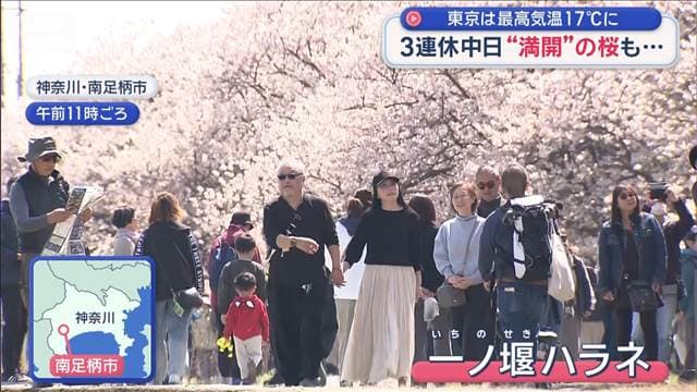 東京は最高気温17℃に　3連休中日は晴天で…桜も開花