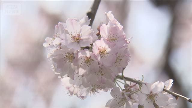 【速報】東京のソメイヨシノ満開 平年より3日早く去年より2日早い発表　気象庁