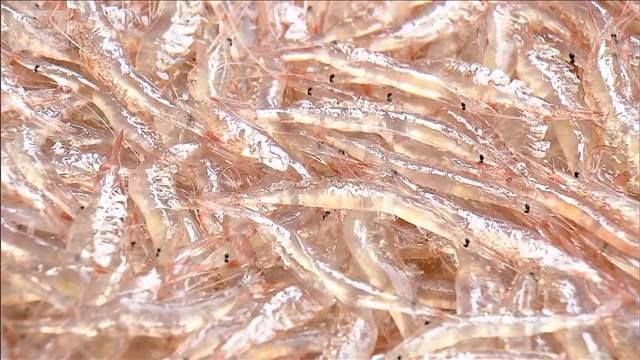 富山湾の宝石　シロエビ漁が解禁