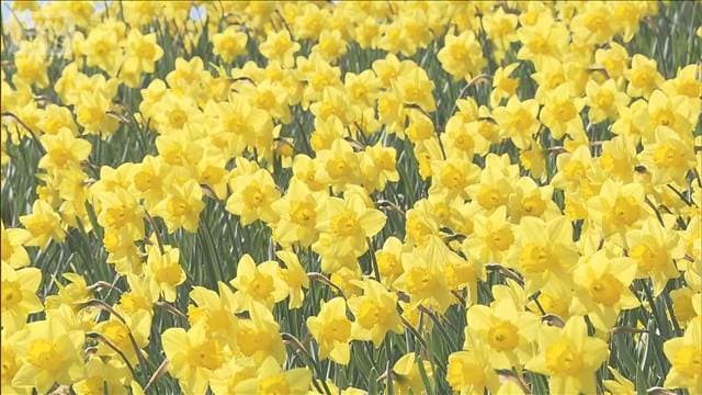 花桃の丘を彩る11万株のスイセン　栃木県・鹿沼市