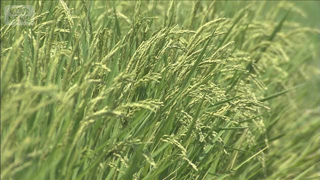 コメのコスト指標　精米5キロあたり2816円　食料システム法に基づき初算定