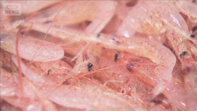 静岡サクラエビ初漁　118隻出港し去年の倍以上水揚げ　イラン情勢しだいで操業制限も