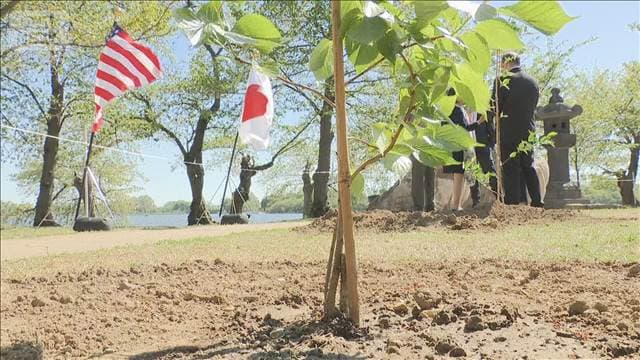 ワシントンで日本寄贈の桜の植樹式　米建国250年を記念し250本
