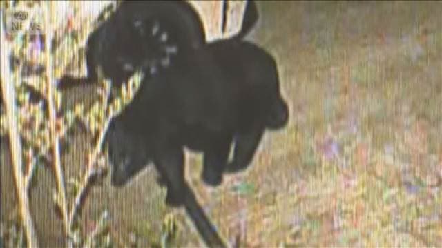 クマ居座る…仙台の市街地で　ドローンを飛ばして捜索も