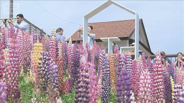 関東各地で例年より早く花の見頃　栃木・鹿沼市のルピナス　茨城・笠間市のつつじ