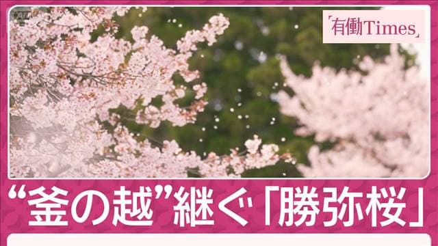 「命受け継ぐ親子桜」武将たちの伝説彩る 古典桜の里 山形“置賜さくら回廊”