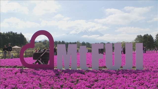 色鮮やかな芝桜が満開　富士山との“共演”も