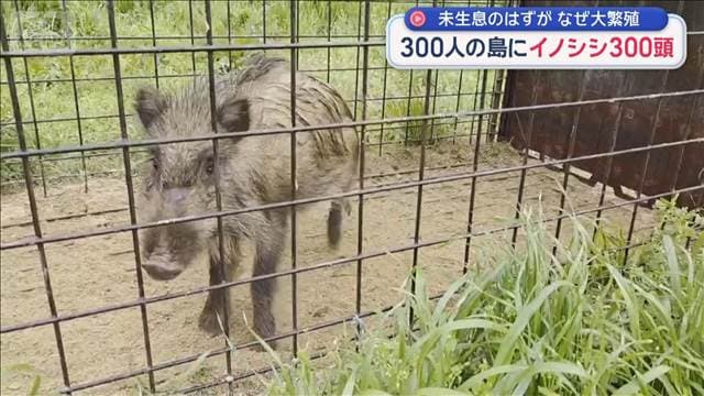 300人の島にイノシシ300頭　未生息のはずが なぜ大繁殖