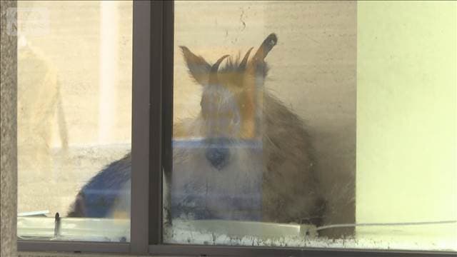 特別天然記念物カモシカ 銀行に侵入　新潟・柏崎市