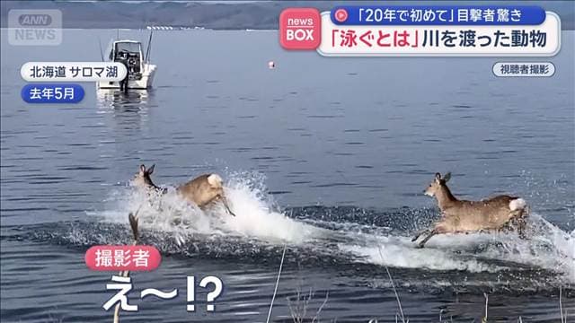 「20年で初めて」目撃者驚き　川を渡った動物に「めちゃくちゃビックリ」