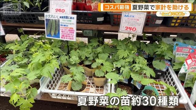 コスパ最強　数百円の苗が10倍価値に　家計を助ける夏の家庭菜園【グッド！いちおし】