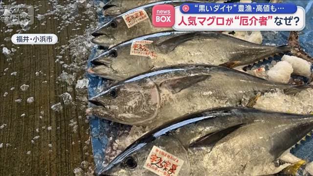 “黒いダイヤ”豊漁・高値も…　人気マグロが“厄介者”なぜ？