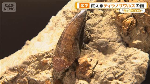 希少な化石が買える店　ティラノサウルスの歯 6千万年前の樹液も【グッド！いちおし】